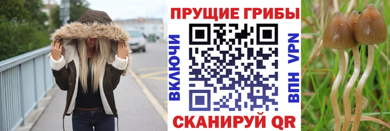 Галлюциногенные грибы Psilocybe  Москва 